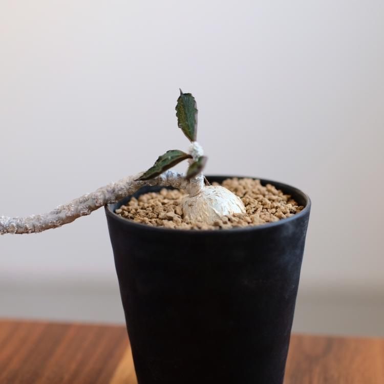 ユーフォルビア ワリンギアエ 塊根植物 レア アンボボンベンシス