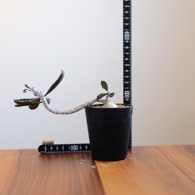 ユーフォルビア アンボボンベンシス - 観葉植物・生花・ドライフラワー