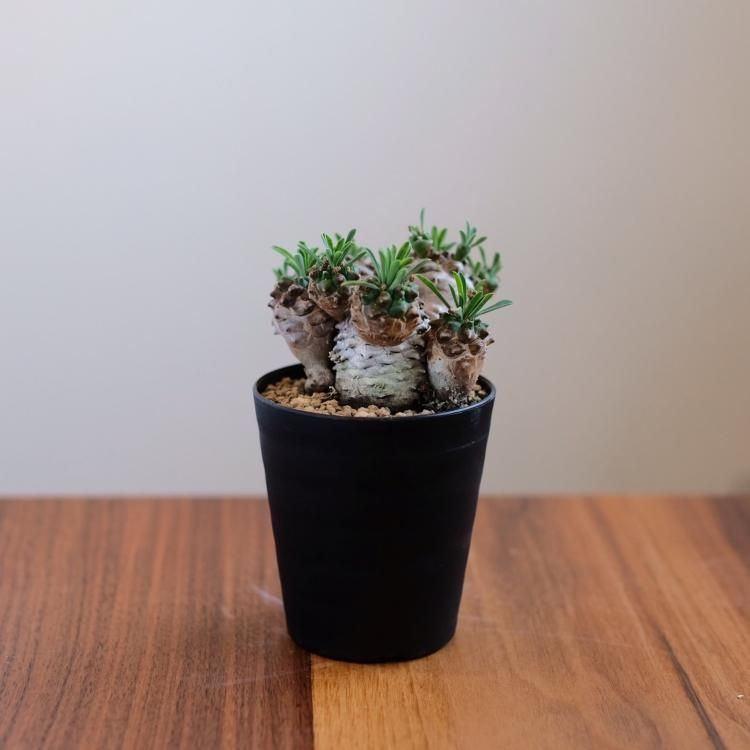 ユーフォルビア 峨眉山 - 観葉植物・生花・ドライフラワー通販 ユーフォルビア 峨眉山 - 観葉植物・生花・ドライフラワー通販
