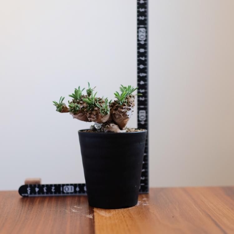 ユーフォルビア ドライフラワー 日限定10 ドライ m flowers 押し花 ユーフォルビア ドライフラワー花材