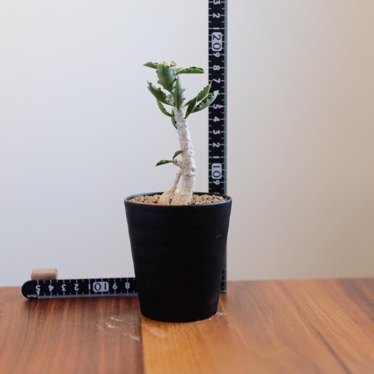 ユーフォルビア カプサインテマリエンシス Rauh1970 - 観葉植物