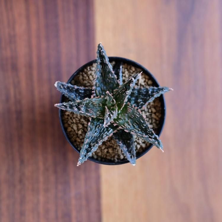アロエ テンプラ hybrid - 観葉植物・生花・ドライフラワー通販 アロエ テンプラ hybrid - 観葉植物・生花・ドライフラワー通販