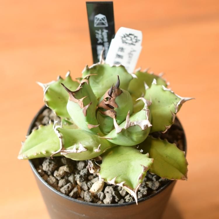 アガベ チタノタ 姫厳竜 台湾berlin産 - 観葉植物・生花・ドライ アガベ チタノタ 姫厳竜 台湾berlin産 - 観葉植物・生花・ドライ
