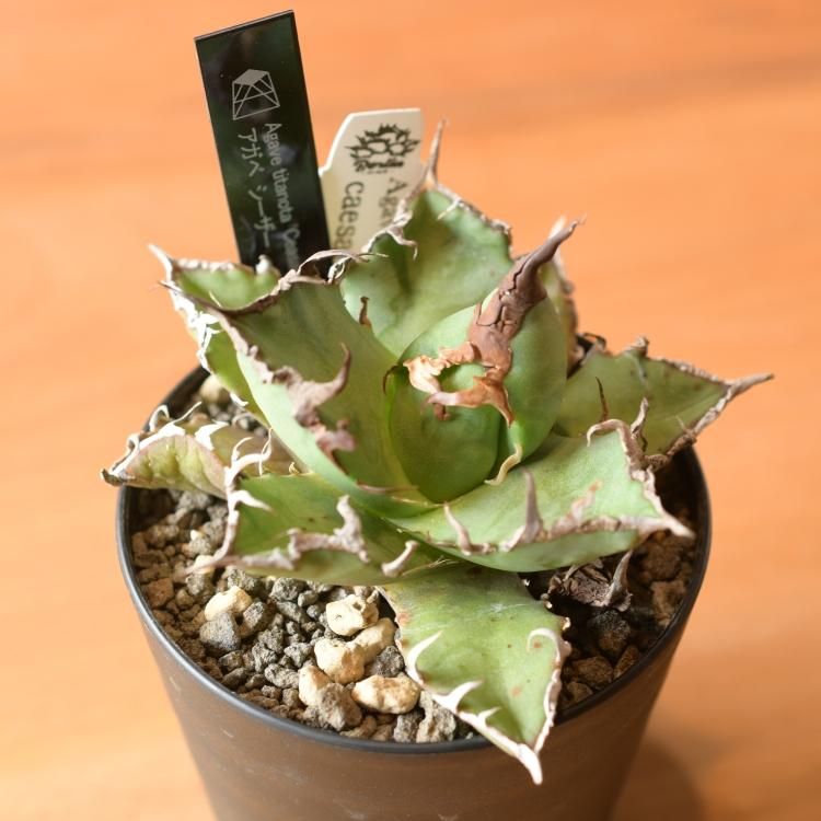 アガベ チタノタ シーザー 台湾berlin産 中株 - 観葉植物・生花 アガベ チタノタ シーザー 台湾berlin産 中株 - 観葉植物・生花