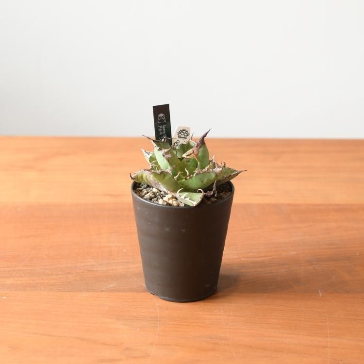アガベ チタノタ シーザー 台湾berlin産 中株 - 観葉植物・生花 アガベ チタノタ シーザー 台湾berlin産 中株 - 観葉植物・生花