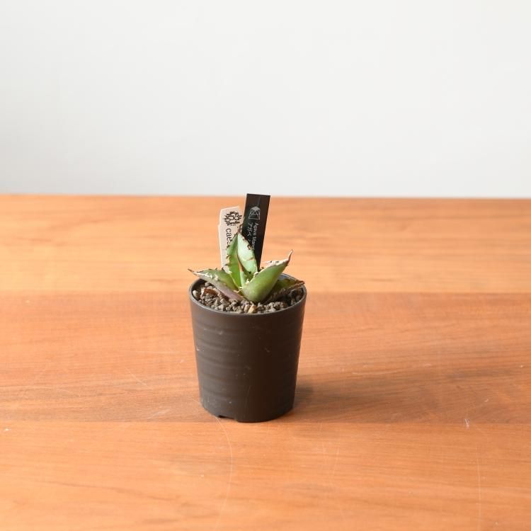 アガベ チタノタ シーザー 台湾berlin産 子株2 - 観葉植物・生花