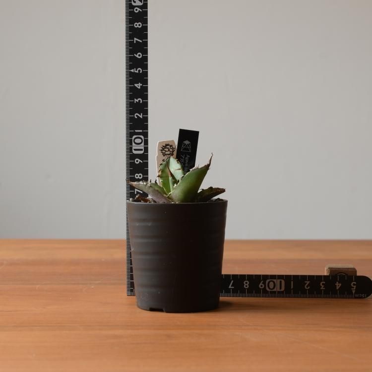 アガベ チタノタ シーザー 台湾berlin産 子株2 - 観葉植物・生花