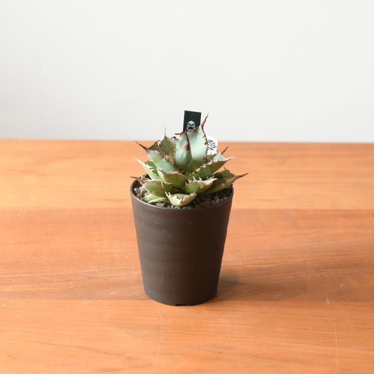 アガベ チタノタ 黒犀牛 台湾berlin産 - 観葉植物・生花・ドライ