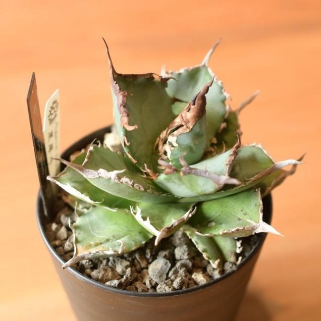 アガベ - 観葉植物・生花・ドライフラワー通販 SULK GREEN アガベ - 観葉植物・生花・ドライフラワー通販 SULK GREEN