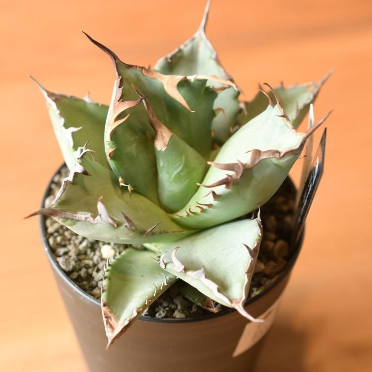 アガベ チタノタ 鳳凰 台湾berlin産 中株 - 観葉植物・生花 アガベ チタノタ 鳳凰 台湾berlin産 中株 - 観葉植物・生花