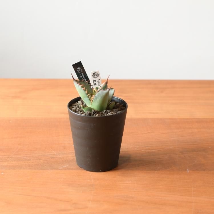 アガベ チタノタ 鳳凰 台湾berlin産 子株1 - 観葉植物・生花・ドライ