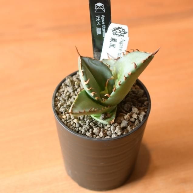 アガベ - 観葉植物・生花・ドライフラワー通販 SULK GREEN アガベ - 観葉植物・生花・ドライフラワー通販 SULK GREEN
