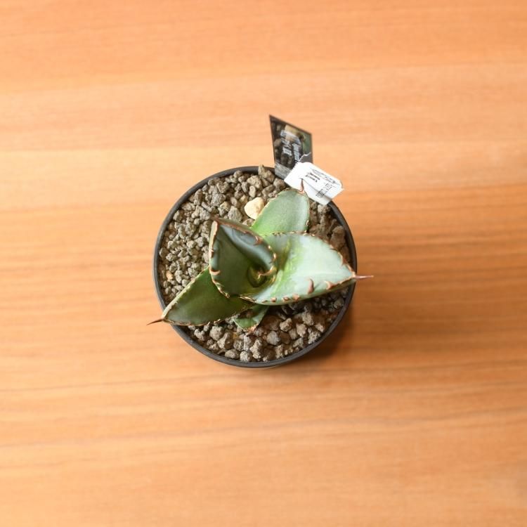 アガベ チタノタ 鳳凰 台湾berlin産 子株3 - 観葉植物・生花 アガベ チタノタ 鳳凰 台湾berlin産 子株3 - 観葉植物・生花