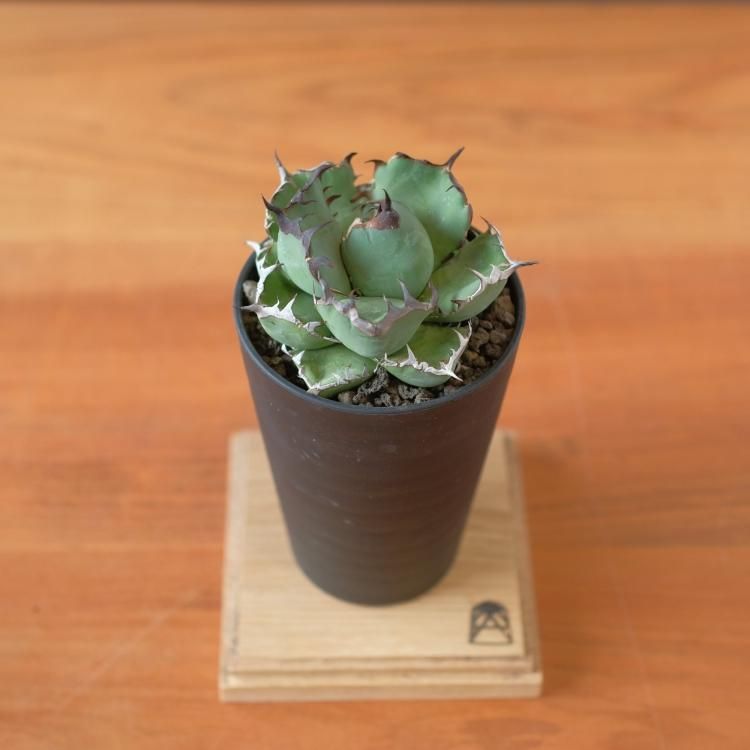 アガベ チタノタ 黒鯨 台湾lize産 中株 - 観葉植物・生花 アガベ チタノタ 黒鯨 台湾lize産 中株 - 観葉植物・生花