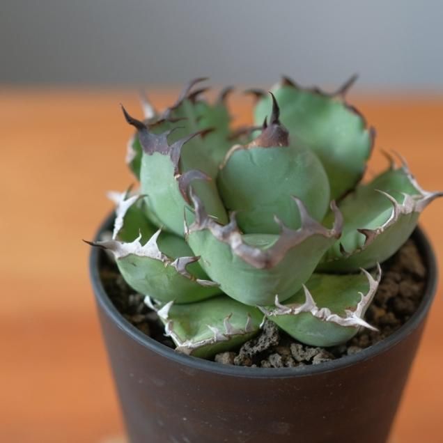 アガベ - 観葉植物・生花・ドライフラワー通販 SULK GREEN アガベ - 観葉植物・生花・ドライフラワー通販 SULK GREEN