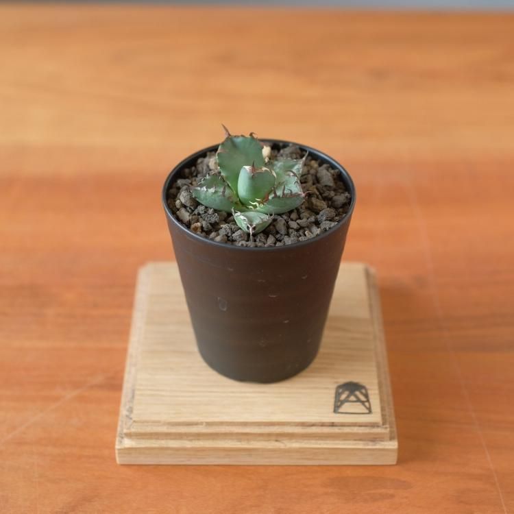 アガベ チタノタ 黒鯨 台湾lize産 子株2 - 観葉植物・生花 アガベ チタノタ 黒鯨 台湾lize産 子株2 - 観葉植物・生花