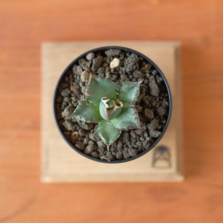 アガベ チタノタ 黒鯨 台湾lize産 子株2 - 観葉植物・生花 アガベ チタノタ 黒鯨 台湾lize産 子株2 - 観葉植物・生花