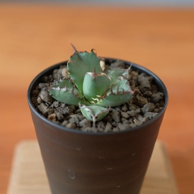 アガベ - 観葉植物・生花・ドライフラワー通販 SULK GREEN アガベ - 観葉植物・生花・ドライフラワー通販 SULK GREEN