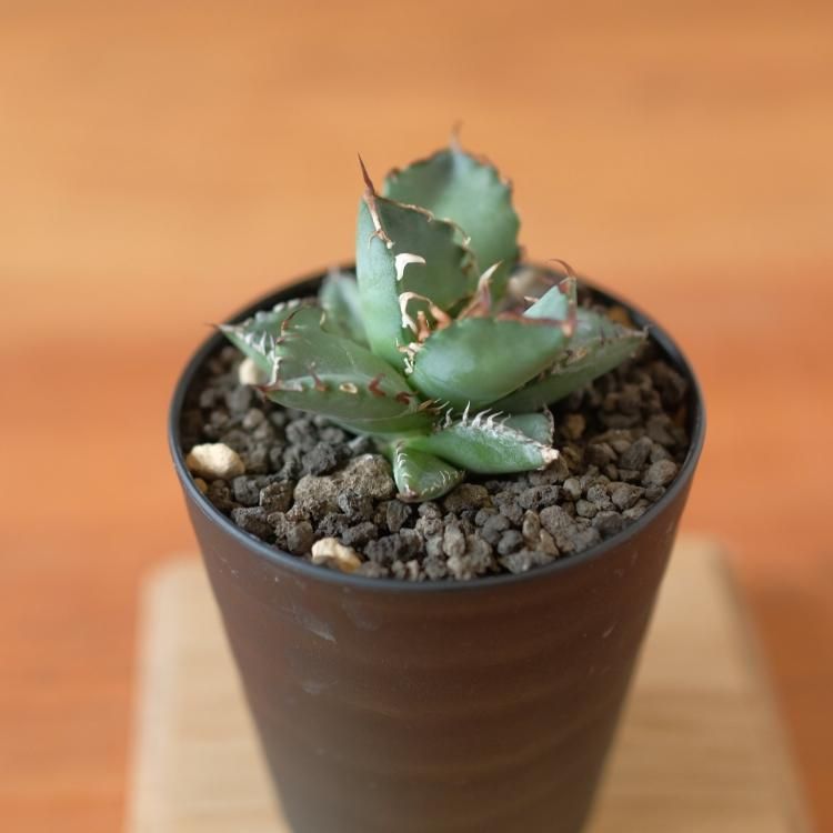 アガベ チタノタ 黒鯨 台湾lize産 子株3 - 観葉植物・生花 アガベ チタノタ 黒鯨 台湾lize産 子株3 - 観葉植物・生花
