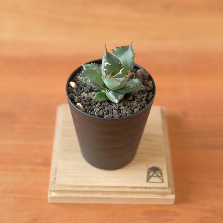 アガベ チタノタ 黒鯨 台湾lize産 子株3 - 観葉植物・生花 アガベ チタノタ 黒鯨 台湾lize産 子株3 - 観葉植物・生花