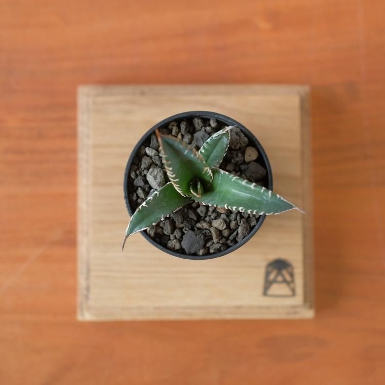 アガベ チタノタ 鯊魚劍 / Agave titanota 'Shark Sword' #1