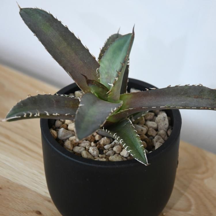 アガベ チタノタ 鯊魚劍 台湾lize産 子株1 - 観葉植物・生花
