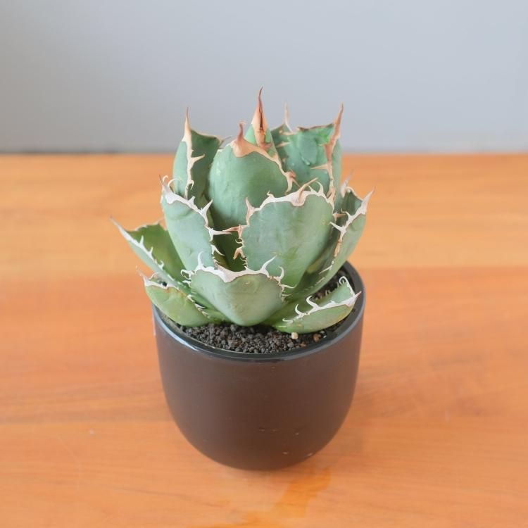 アガベ チタノタ ルパン イラン産 大株 - 観葉植物・生花 アガベ チタノタ ルパン イラン産 大株 - 観葉植物・生花