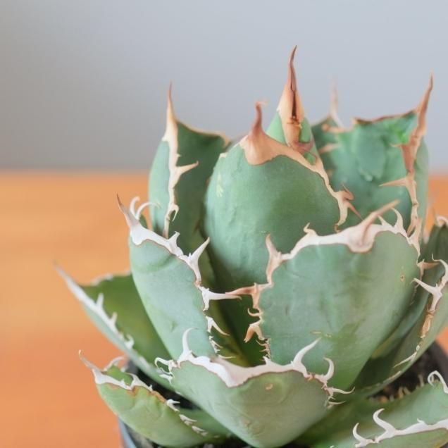 Agave - SABOSABO STORE