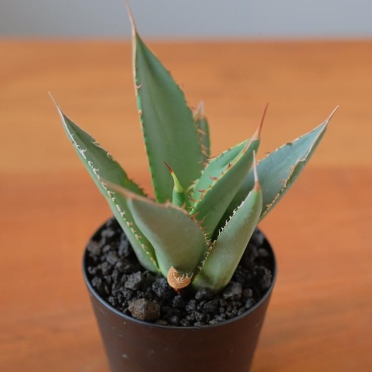 アガベ チタノタ ルパン イラン産 子株1 - 観葉植物・生花 アガベ チタノタ ルパン イラン産 子株1 - 観葉植物・生花