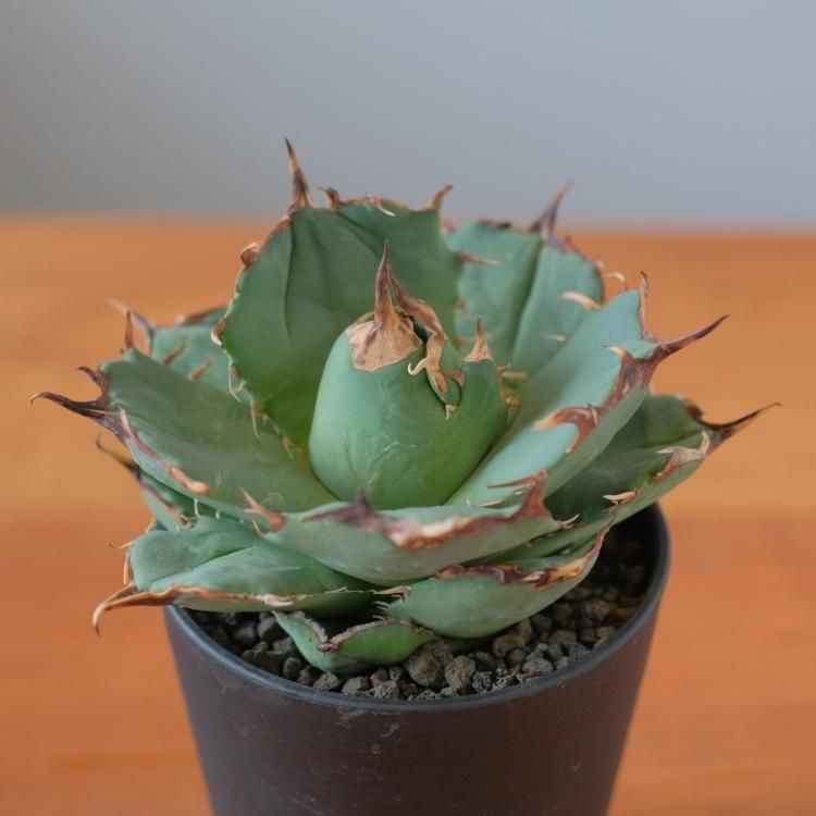 アガベ チタノタ アングリーハート イラン産 中株 - 観葉植物 アガベ チタノタ アングリーハート イラン産 中株 - 観葉植物