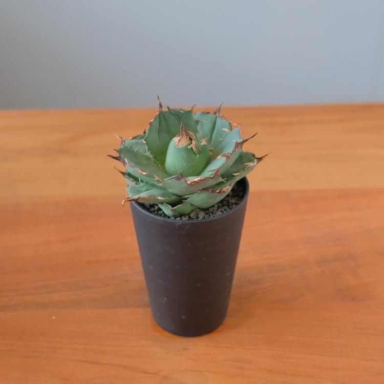 アガベ チタノタ アングリーハート イラン産 中株 - 観葉植物 アガベ チタノタ アングリーハート イラン産 中株 - 観葉植物