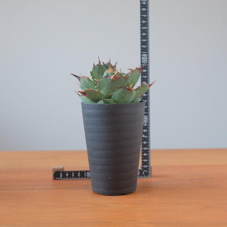 アガベ チタノタ アングリーハート イラン産 中株 - 観葉植物 アガベ チタノタ アングリーハート イラン産 中株 - 観葉植物