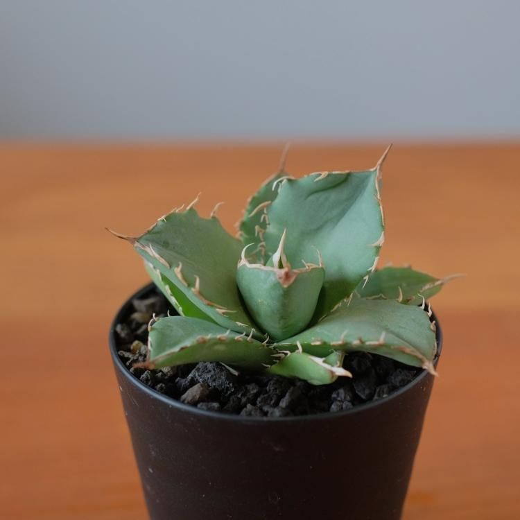 アガベ チタノタ アングリーハート イラン産 子株1 - 観葉植物 アガベ チタノタ アングリーハート イラン産 子株1 - 観葉植物