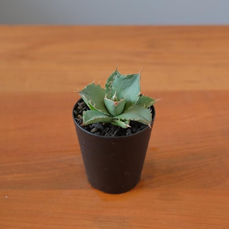 アガベ チタノタ アングリーハート イラン産 子株1 - 観葉植物 アガベ チタノタ アングリーハート イラン産 子株1 - 観葉植物