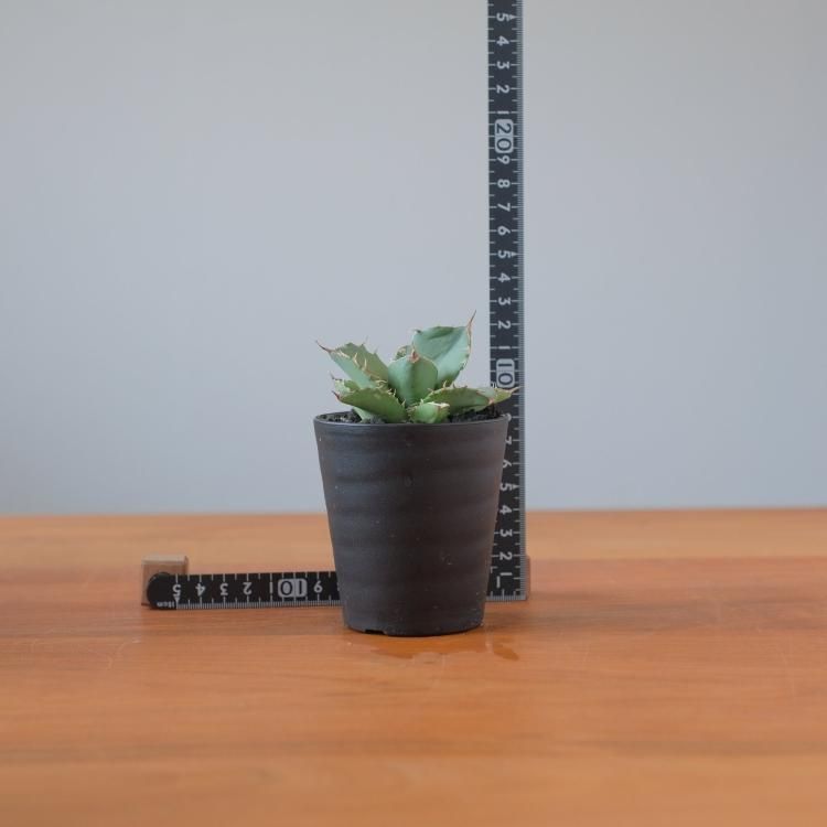 アガベ チタノタ アングリーハート イラン産 子株1 - 観葉植物 アガベ チタノタ アングリーハート イラン産 子株1 - 観葉植物