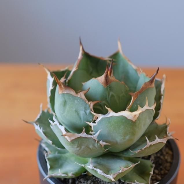 アガベ - 観葉植物・生花・ドライフラワー通販 SULK GREEN アガベ - 観葉植物・生花・ドライフラワー通販 SULK GREEN