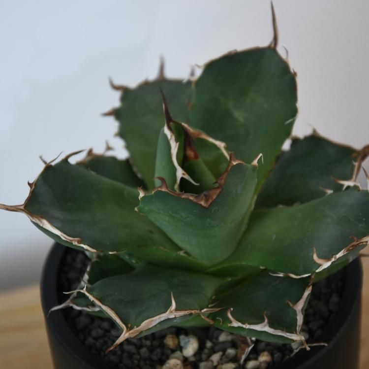 アガベ チタノタ ペルシアンドワーフ イラン産 子株1 - 観葉植物