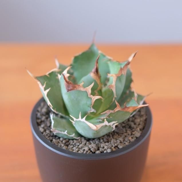 アガベ - 観葉植物・生花・ドライフラワー通販 SULK GREEN アガベ - 観葉植物・生花・ドライフラワー通販 SULK GREEN