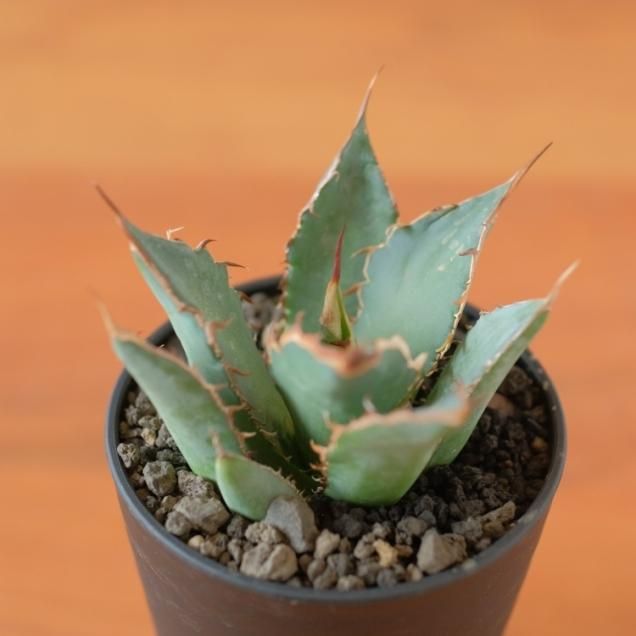 アガベ - 観葉植物・生花・ドライフラワー通販 SULK GREEN アガベ - 観葉植物・生花・ドライフラワー通販 SULK GREEN