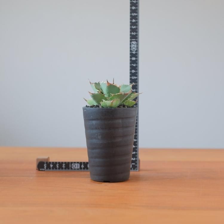 アガベ チタノタ ドラゴンクロー イラン産 子株2 - 観葉植物・生花