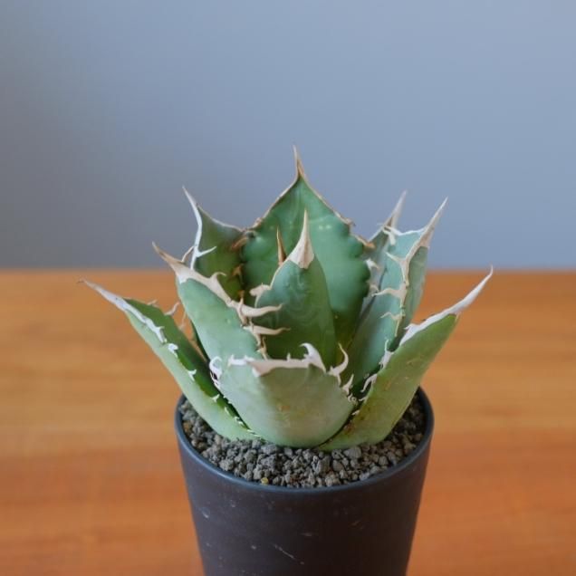 アガベ - 観葉植物・生花・ドライフラワー通販 SULK GREEN アガベ - 観葉植物・生花・ドライフラワー通販 SULK GREEN