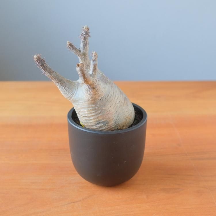 美形3頭 パキポディウム・グラキリス 現地球 パキポディウム グラキリス 現地球 5 - 観葉植物・生花・ドライ