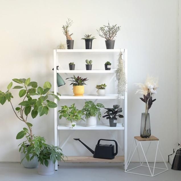 アロエ テンプラ hybrid - 観葉植物・生花・ドライフラワー通販 アロエ テンプラ hybrid - 観葉植物・生花・ドライフラワー通販