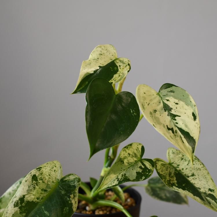 フィロデンドロン イルセマニー - 観葉植物・生花・ドライ フィロデンドロン イルセマニー - 観葉植物・生花・ドライ