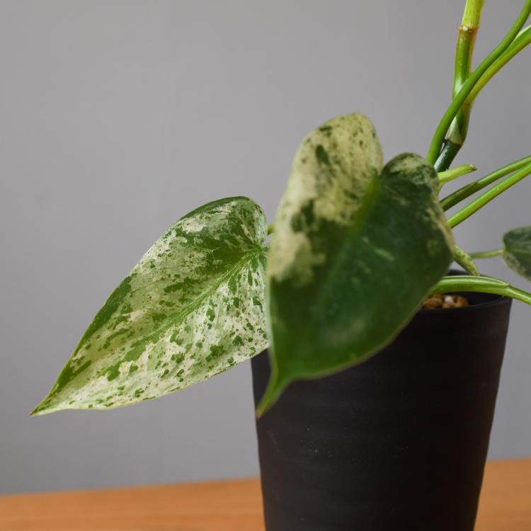フィロデンドロン イルセマニー - 観葉植物・生花・ドライ フィロデンドロン イルセマニー - 観葉植物・生花・ドライ