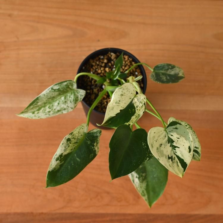 フィロデンドロン イルセマニー - 観葉植物・生花・ドライ フィロデンドロン イルセマニー - 観葉植物・生花・ドライ