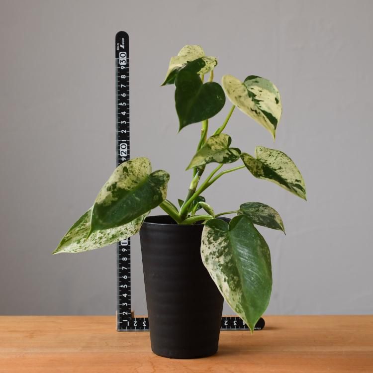フィロデンドロン イルセマニー - 観葉植物・生花・ドライ フィロデンドロン イルセマニー - 観葉植物・生花・ドライ