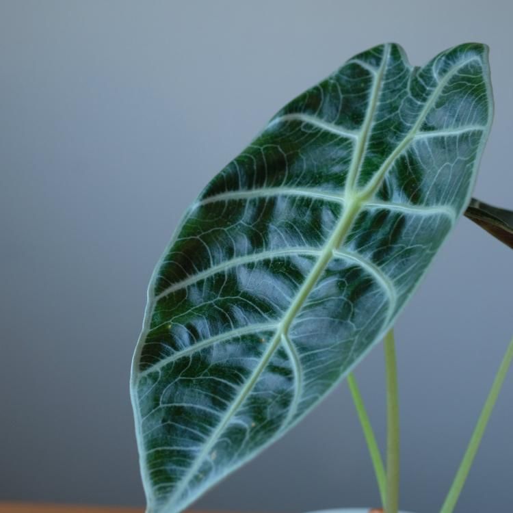 アロカシア ワトソニア - 観葉植物・生花・ドライフラワー通販 アロカシア ワトソニア - 観葉植物・生花・ドライフラワー通販