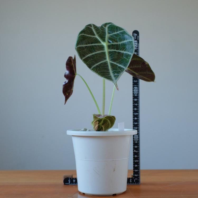 アロカシア ワトソニア - 観葉植物・生花・ドライフラワー通販 アロカシア ワトソニア - 観葉植物・生花・ドライフラワー通販