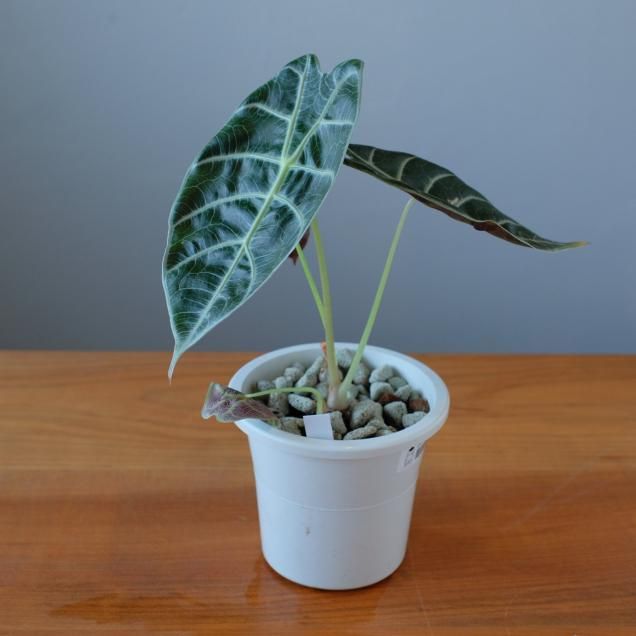 送料無料 - 観葉植物・生花・ドライフラワー通販 SULK GREEN